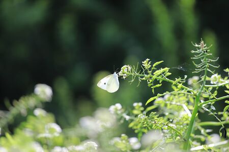 Butterflyの写真素材
