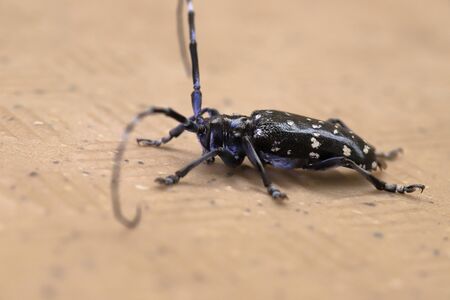 Longhorned beetlesの写真素材