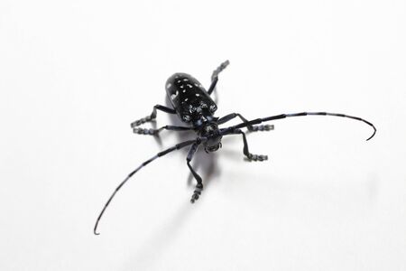 Longhorned beetlesの写真素材