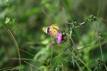 The Nymphalidae are the largest family of butterflies.