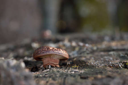 The shiitake is an edible mushroom native to East Asia, which is cultivated and consumed in many...