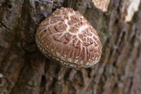 The shiitake is an edible mushroom native to East Asia, which is cultivated and consumed in many...