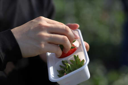 The garden strawberry is a widely grown hybrid species of the genus Fragaria, collectively known as...