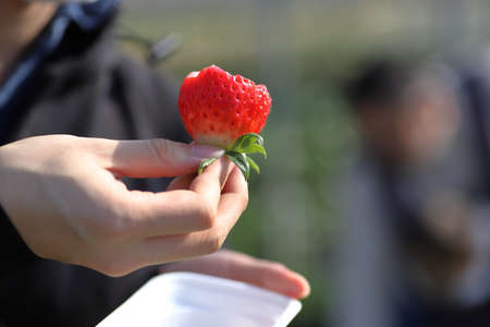The garden strawberry is a widely grown hybrid species of the genus Fragaria, collectively known as the strawberries, which are cultivated worldwide for their fruit.の写真素材