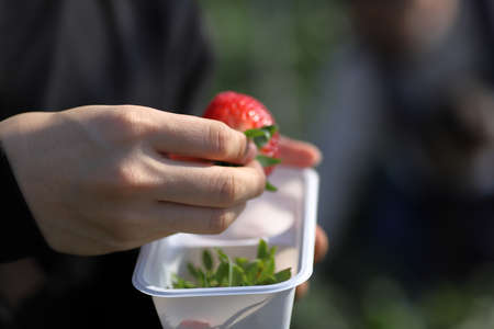 The garden strawberry is a widely grown hybrid species of the genus Fragaria, collectively known as the strawberries, which are cultivated worldwide for their fruit.の写真素材