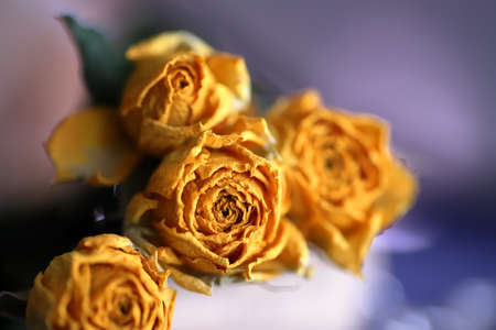 Flower preservation has existed since early history, although deliberate flower preservation is a more recent phenomenon.の写真素材