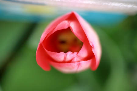 Tulipa (tulips) is a genus of spring-blooming perennial herbaceous bulbiferous geophytes, dying back after flowering to an underground storage bulbの写真素材