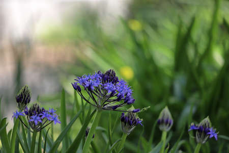 Scilla peruviana, the Portuguese squill, is a species of Scilla native to the western Mediterranean...