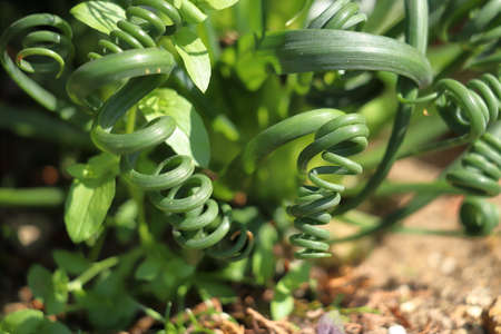 Albuca is a genus of flowering plants in the family Asparagaceae, subfamily Scilloideae.