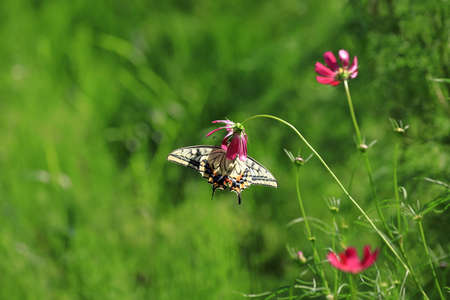 Yellow tail butterfly