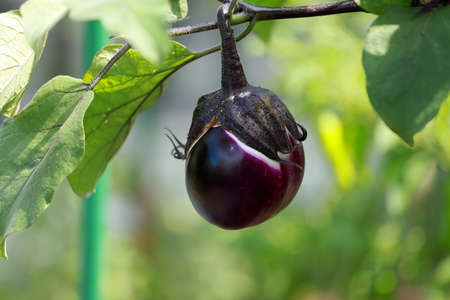Round shaped eggplantの写真素材