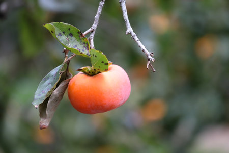 Diospyros kaki,  the Oriental persimmon, Japanese persimmon or kaki persimmon, is the most widely cultivated species of the genus Diospyros.の写真素材