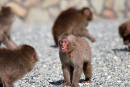 In Japan, the species is known as Nihonzaru to distinguish it from other primates, but the Japanese macaque is very familiar in Japanの写真素材