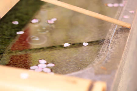 Cherry flower petals floating on water surface. Found near the entrance, the water of these fountains is used for purification.の写真素材
