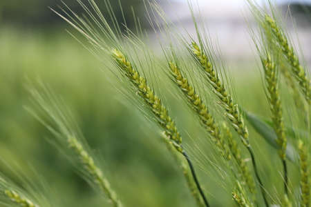 Wheat (Triticum spp.) is a cereal grain, (botanically, a type of fruit called a caryopsis) originally from the Levant region of the Near East but now cultivated worldwideの写真素材