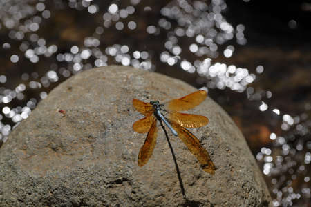 Damselflies are insects of suborder Zygoptera in the order Odonata. They are similar to dragonflies, which constitute the other odonatan suborder, Anisoptera, but are smaller, have slimmer bodies, andの写真素材