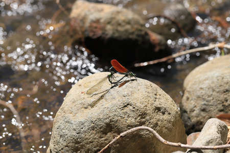 Damselflies are insects of suborder Zygoptera in the order Odonata. They are similar to dragonflies,...