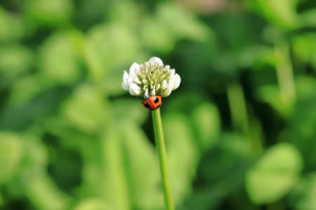 Ladybird originated in Britain where the insects became known as Our Lady's bird or the Lady beetle.
