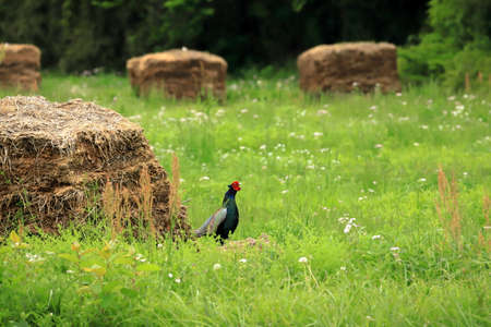 The green pheasant also known as Japanese pheasant, is native to the Japanese Archipelago, to which it is endemic.の写真素材
