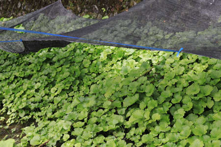 Wasabi favours growing conditions that restrict its wide cultivation. This location is Izu Peninsula...