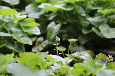Wasabi favours growing conditions that restrict its wide cultivation. This location is Izu Peninsula...