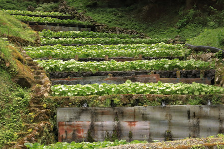 Wasabi favours growing conditions that restrict its wide cultivation. This location is Izu Peninsula in Shizuoka Prefecture in Japan.の写真素材