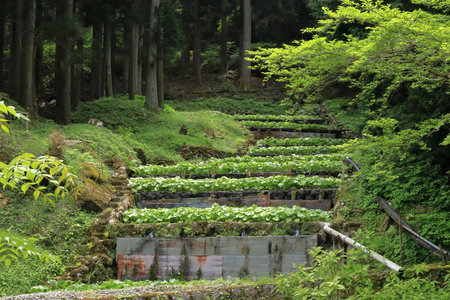 Wasabi favours growing conditions that restrict its wide cultivation. This location is Izu Peninsula in Shizuoka Prefecture in Japan.の写真素材