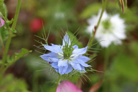 Nigella is a genus of about 14 species of annual plants in the family Ranunculaceae, native to southern Europe, north Africa, south and southwest Asia.の写真素材
