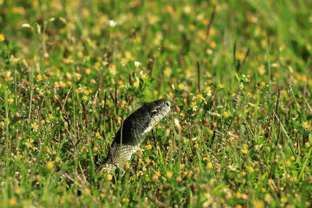 A snake appears on a rice field path.の写真素材