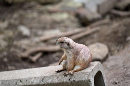 Prairie dogs (genus Cynomys) are herbivorous burrowing mammals native to the grasslands of North...