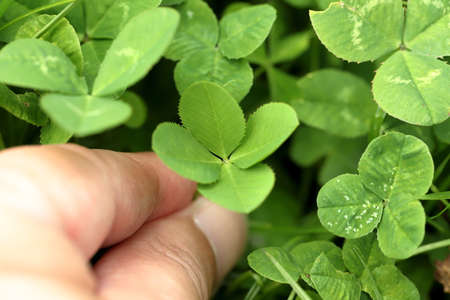 The four-leaf clover is a rare variation of the common three-leaf clover. According to traditional sayings, such clovers bring good luck.の写真素材