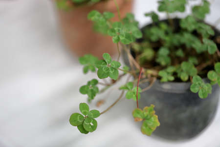 The five-leaf clover is a rare variation of the common three-leaf clover. According to traditional sayings, such clovers bring good luck.の写真素材