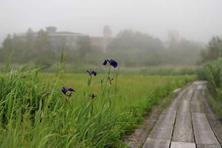 Walkway in Hakone wetland garden. marshy grassland in Japan.の写真素材