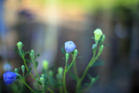 Platycodon grandiflorus are blooming in the garden.の写真素材