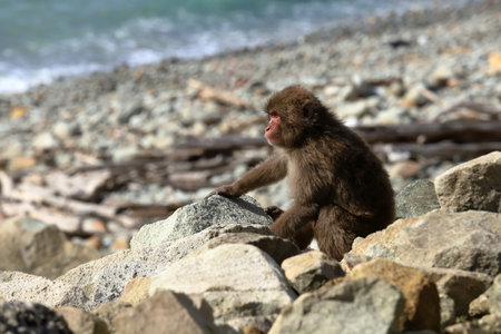 There are many wild Japanese monkeys lives at Izu in Japan.の写真素材