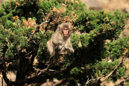 monkey sitting on a branch of a tree in the wild nature.