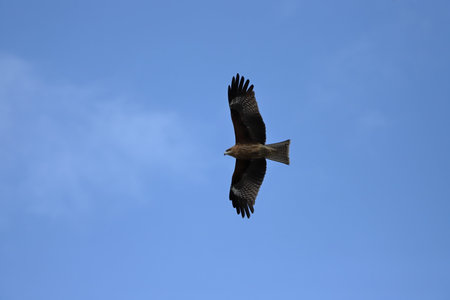 The black kite (Milvus migrans) is a medium-sized bird of prey in the family Accipitridae in Japan.