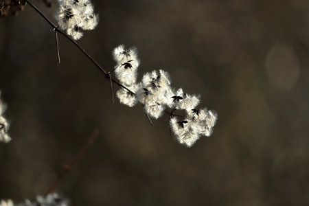Dry branch of a plant with white fluffy flowers on a blurred background
