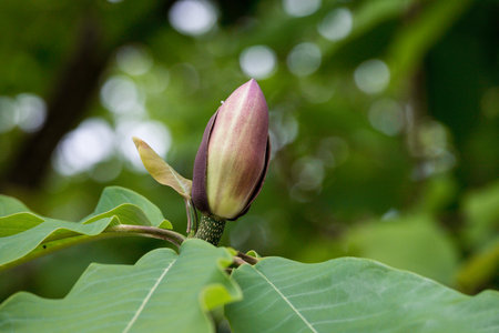 Magnolia flower on a tree in the garden. Nature background.の写真素材