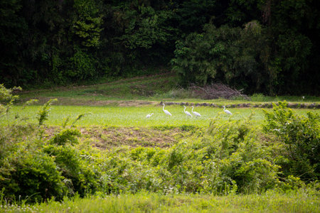 Herons in the green field in the countryside ofJapan.の写真素材