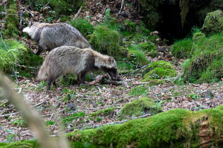 The Japanese raccoon dog, also known as the tanuki , is a species of canid endemic to Japan.の写真素材