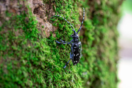 Anoplophora malasiaca (White-spotted Longicorn Beetle)の写真素材