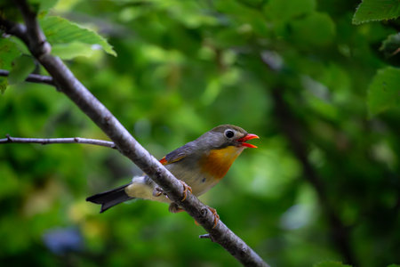 Red-billed leiothrix living around Mount Fuji in Japan