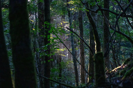 Morning in the forest. Sun rays through the branches of trees.の写真素材