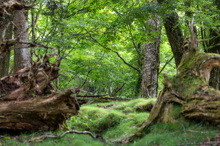 Beautiful landscape image of green forest with old tree and moss.