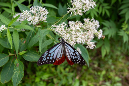 Butterfly on a flower in the garden. Selective focus. Parantica sita, the chestnut tiger,の写真素材