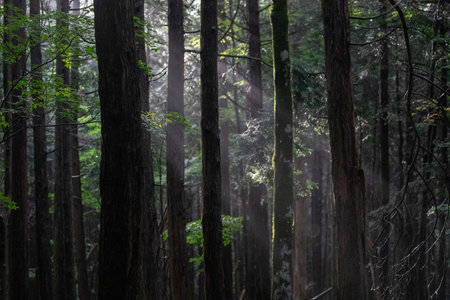 Redwood forest in the morning with fog and sunbeams.の写真素材