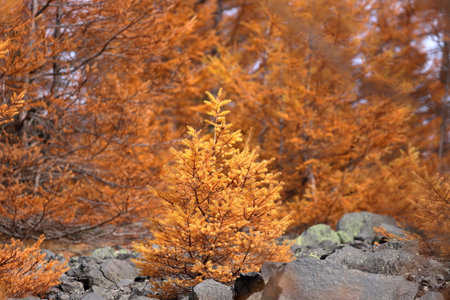 Larch tree in the autumn forest. Beautiful nature background. Selective focusの写真素材