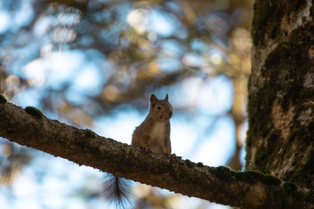 The Japanese squirrel (Sciurus lis) is a tree squirrel in the genus Sciurus endemic to Japan.の写真素材
