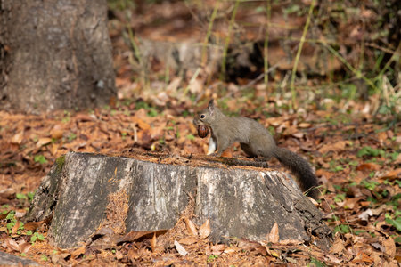 The Japanese squirrel (Sciurus lis) is a tree squirrel in the genus Sciurus endemic to Japan.の写真素材
